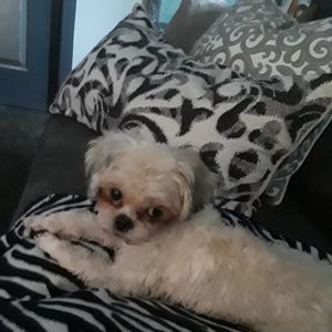 Meet your Posher, Suzan